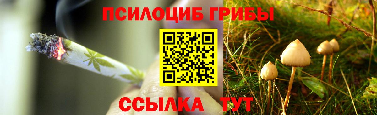 Корсаков  Псилоцибиновые грибы Psilocybe  Вход с VPN 